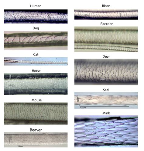 Hair Under a Microscope - Rs' Science