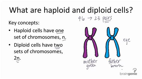 haploid - definition - What is