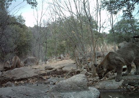 MOUNTAIN LION HABITAT USE - BORDERLANDS RESEARCH INSTITUTE