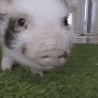 Pig Png GIFs - Find & Share on GIPHY