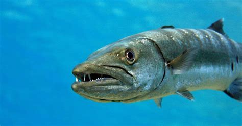 Barracuda - A-Z Animals