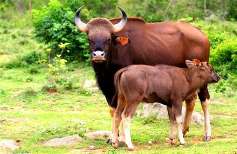 Gaur - Description, Habitat, Image, Diet, and Interesting Facts