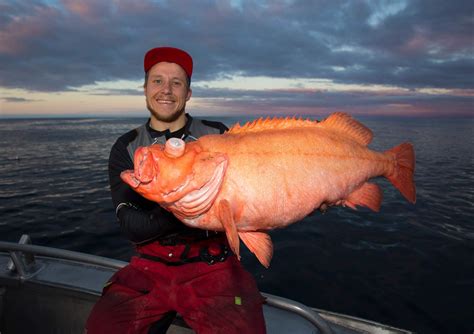 Friend of mine caught this Rose Fish (Uer) awhile ago! 9,66kg (21,25 ...