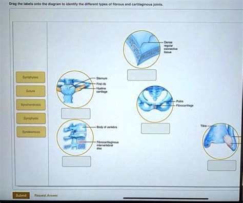 SOLVED: Drag the labels onto the diagram to identify the different ...