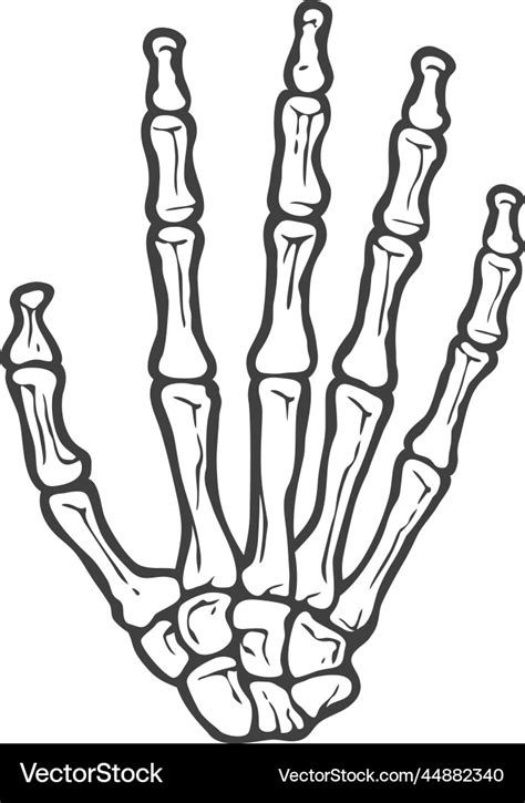 Human skeleton hand - bones Royalty Free Vector Image