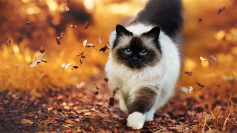 Cats Autumn Wallpapers - Wallpaper Cave