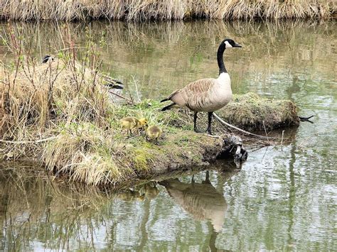 Canada Geese Goslings Habitat - Free photo on Pixabay - Pixabay