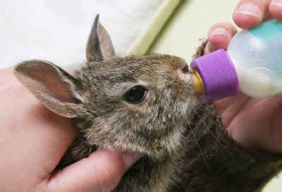 Feeding Baby Rabbits: Baby rabbit food and care, for orphan bunnies