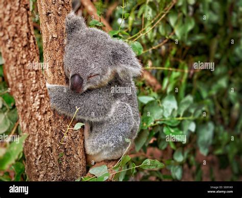 Sleepy baby koala Stock Photo - Alamy