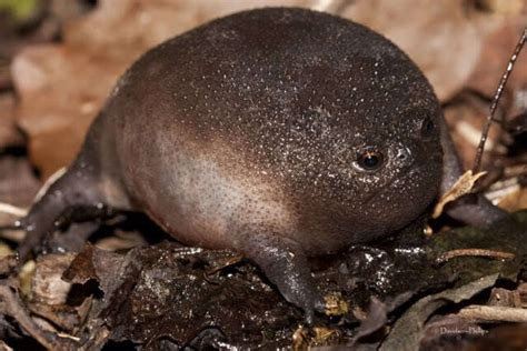 This Black Rain Frog Is Getting Dubbed As The World's 'Grumpiest' Amphibian