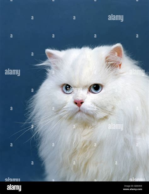 Potrait of White Persian Domestic Cat with Blue Eyes Stock Photo - Alamy