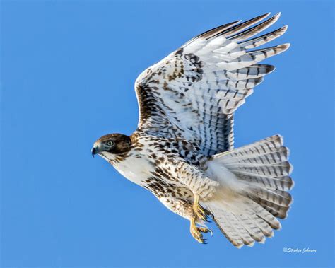 Light Morph Juvenile Red-tailed Hawk Photograph by Stephen Johnson - Pixels