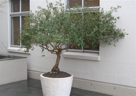 Patio Trees In Pots - Patio Ideas