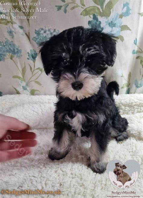 Liver Miniature Schnauzer Puppies For Sale Deals | congdoan.sgu.edu.vn