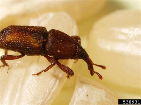 Rice Weevil - Barmac Pty Ltd