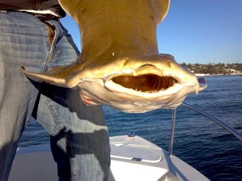 Angel Shark – "OCEAN TREASURES" Memorial Library