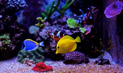 Tropical Fish: What Defines Them and Which Breeds are Popular for ...