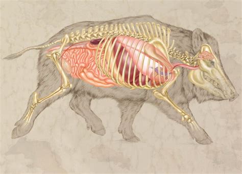 Internal and skeletal anatomy of the boar. Art created by Laurie O ...