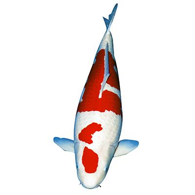 Kohaku - Koi for Sale and History - Kodama Koi Farm