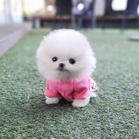 Buy Teacup Pomeranian Puppies/Dogs for Sale in Delhi, NCR India