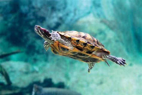 Aquatic Turtles, their Care and Needs - MYFRIENDLYPETS | Pets Care