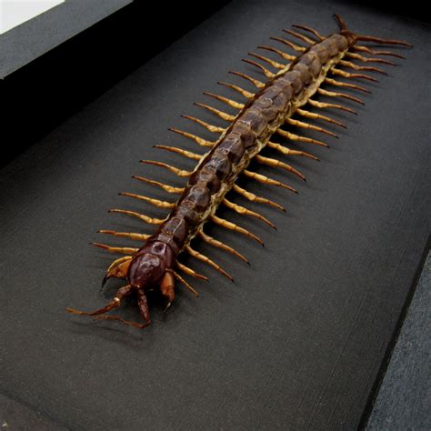 Prehistoric Giant Centipede