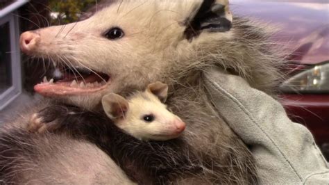 Mother Opossum and babies removed from shed | FunnyDog.TV