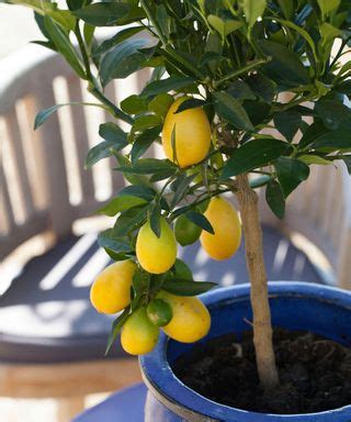 How to prune a lemon tree: tips on shaping your tree | Gardeningetc