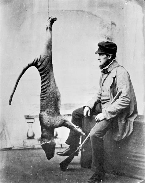 Extinction of thylacine | Australia’s Defining Moments Digital ...