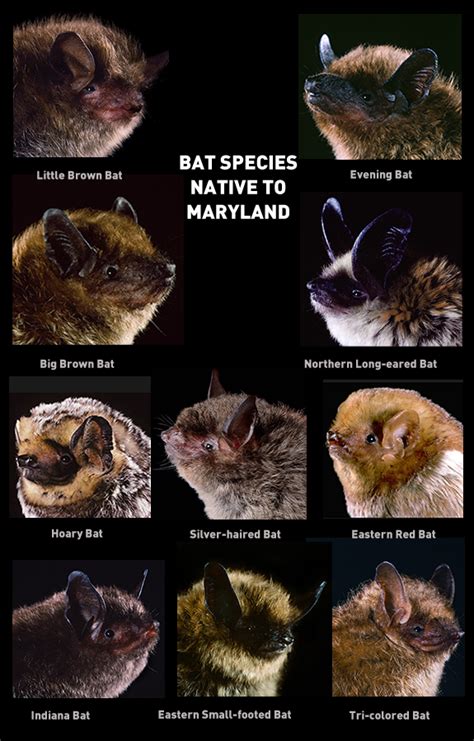 Resource: Maryland’s Native Bats - The Backyard Naturalist