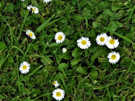 Common Daisy, Bruisewort, Bellis perenis