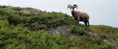 Banff Evening Wildlife Tour | Discover Banff Tours