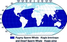 Pygmy Sperm Whale