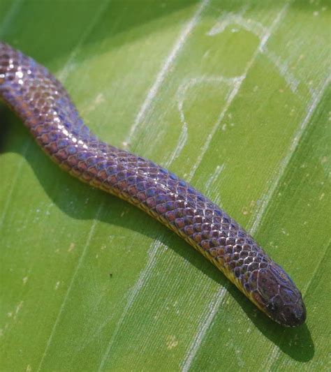 Philippine Dwarf Snake | Project Noah