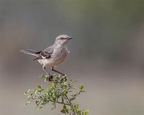 Northern Mockingbird - Facts, Diet, Habitat & Pictures on Animalia.bio