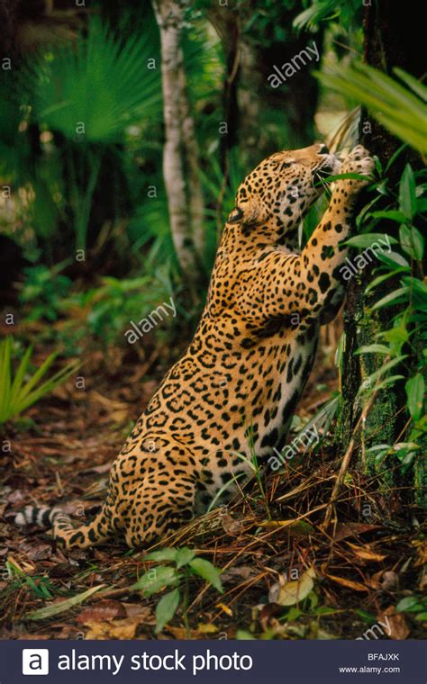 Jaguar Habitat Stock Photos & Jaguar Habitat Stock Images - Alamy