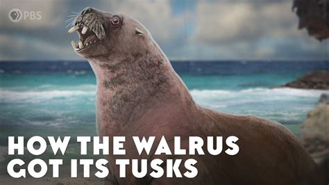 How the Walrus Got Its Tusks