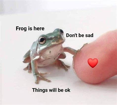 34 Fantastic Frog Memes For Amphibian Enthusiasts | Frog, Cute frogs ...