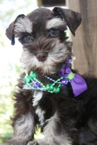 Beautiful AKC Liver/Tan Female Mini Schnauzer *Ready Now* for Sale in ...