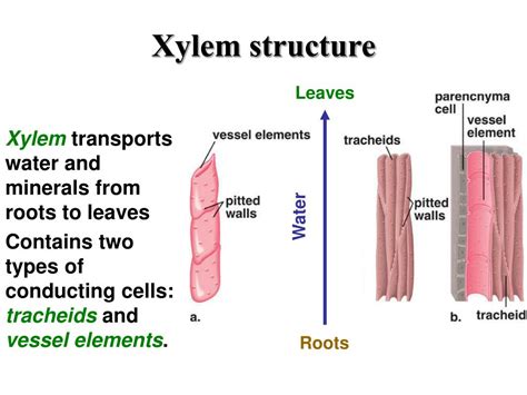 Xylem Cell Structure