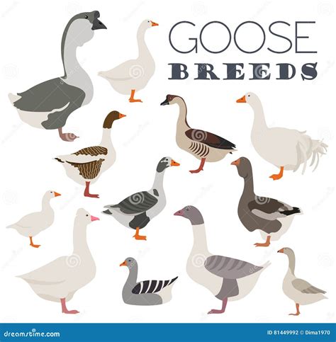 Poultry Farming. Goose Breeds Icon Set Stock Vector - Illustration of ...