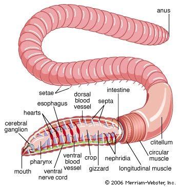 Segmented Worm Diagram