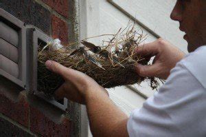 Bird Nest Removal - Genera Pest Management | Pest Control Company Sydney