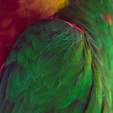 Exotic feathers :: Behance