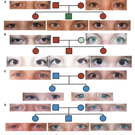 Eye Color Chart Genetics