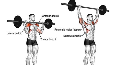 How to Do the Push Press - Form, Muscles Worked and Variations