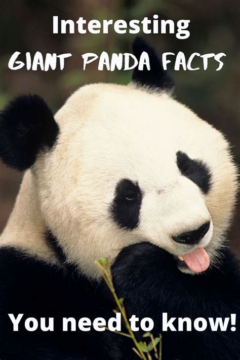 29 most adorable giant panda fun facts – Artofit