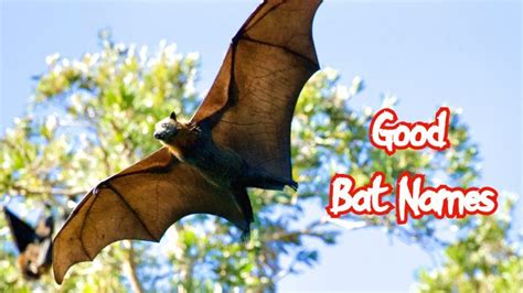 Top 200 Best Names for Pet Bats - PetPress