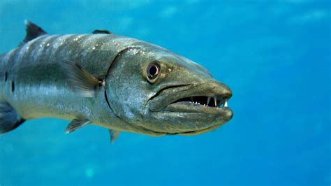 Are Barracudas Dangerous and Do They Attack Humans?