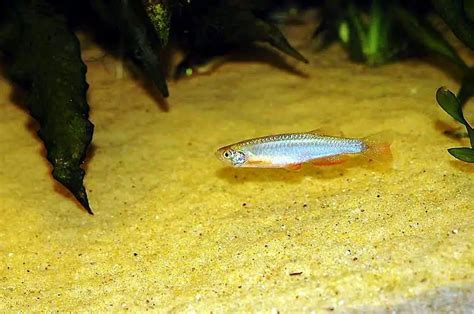 12 Best Celestial Pearl Danio Tank Mates (With Pictures!) | Aqua Movement